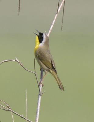 Common Yellowthroat-5.jpg