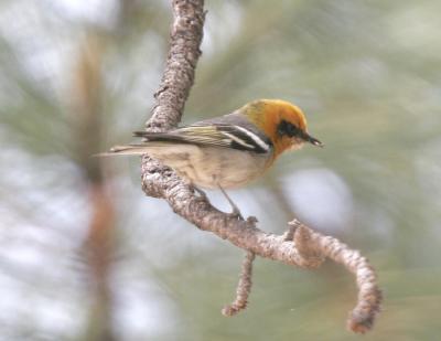 Olive Warbler-2