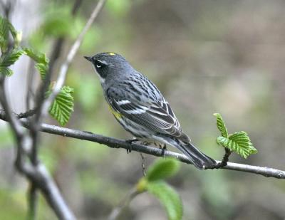 Yellow-rumped Warbler