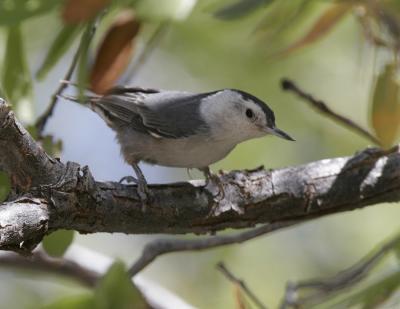 White-breasted Nuthatch-2.jpg