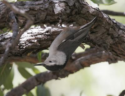 White-breasted Nuthatch-1.jpg