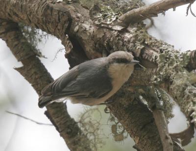 Pigmy Nuthatch-2.jpg