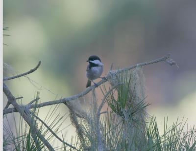 Chestnut-backed Chickadee-1.jpg