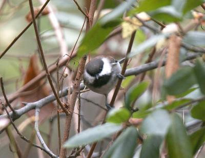 Chestnut-backed Chickadee-2.jpg