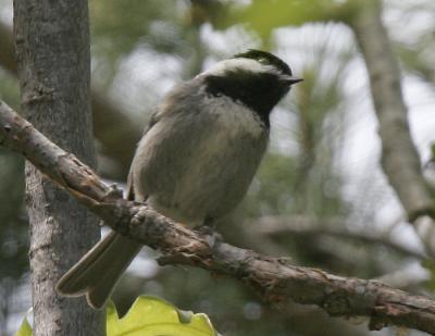 Mexican Chickadee-1.jpg