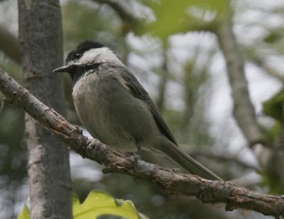 Mexican Chickadee-2.jpg