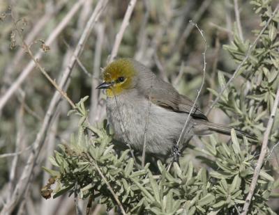 Verdin-2.jpg