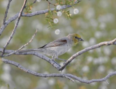 Verdin-3.jpg