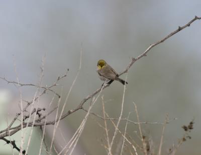 Verdin-4.jpg