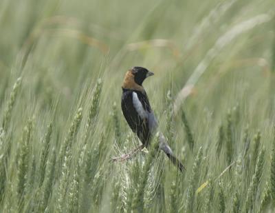 g4/77/608777/3/52316289.Bobolink1.jpg