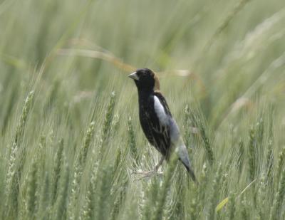 g4/77/608777/3/52316321.Bobolink2.jpg