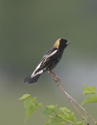 g4/77/608777/3/52316325.Bobolink3.jpg