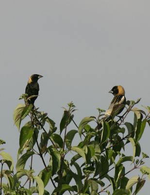 g4/77/608777/3/52316327.Bobolink4.jpg