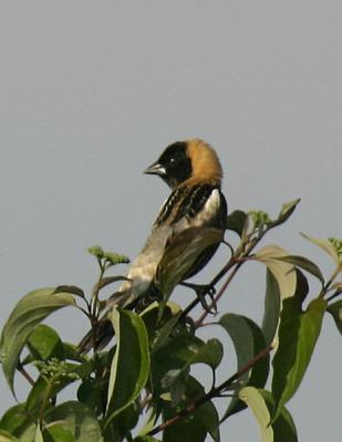 g4/77/608777/3/52316328.Bobolink5.jpg