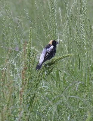 g4/77/608777/3/52316330.Bobolink6.jpg