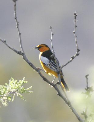 Bullocks Oriole-2-Portal, AZ