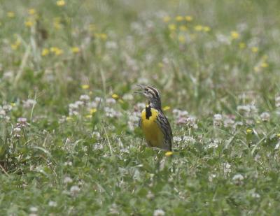Eastern Meadowlark