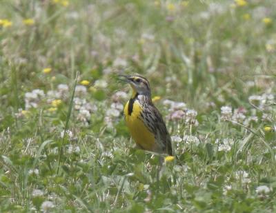 g4/77/608777/3/52316369.EMeadowlark2.jpg