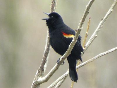 Red-winged Blackbird-2-Richfield-River Road, Baton Rouge
