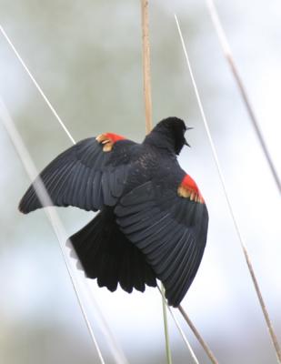 Red-winged Blackbird-3-Sweetwater Ponds, Tucson