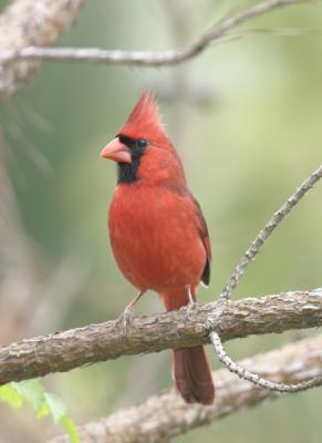 Tanagers, Cardinals, Grosbeaks and Allies