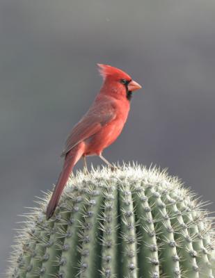 Cardinal-2.jpg