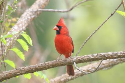 Cardinal-3.jpg
