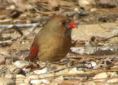 Cardinal-4.jpg