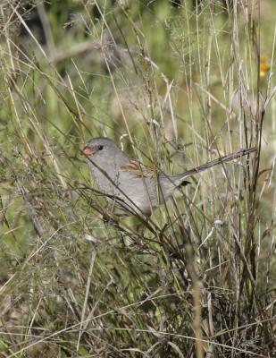 Black-chinned Sparrow-1-Sabino Canyon, Tucson