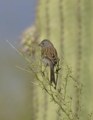 Black-chinned Sparrow-2-Sabino Canyon,Tucson