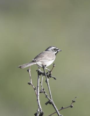 BlackThroated Sparrow-3-Sabino Canyon, Tucson