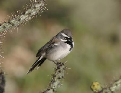 Black-throated Sparrow-1-Sabino Canyon, Tucson
