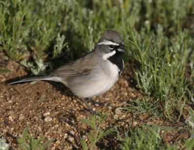 Black-throated Sparrow-2-Sabino Canyon, Tucson