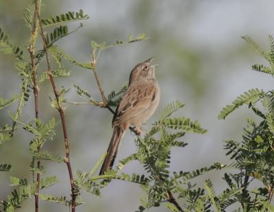Botteris Sparrow-1-Madera Canyon, AZ