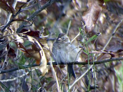Field  Sparrow-1-Baton Rouge