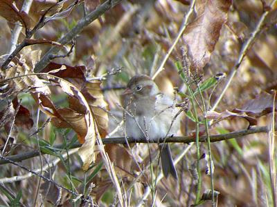 Field Sparrow-2-Baton Rouge