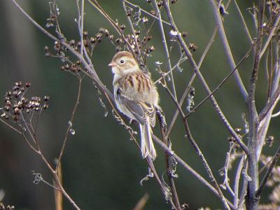 Field Sparrow-3-Baton Rouge