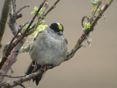 Golden-crowned Sparrow-2-Nome AK