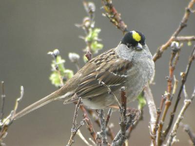 g4/77/608777/3/52371132.GoldencrownedSparrow3.jpg