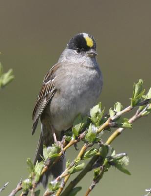 Golden-crowned Sparrow-4-Nome, AK