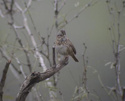 Lincolns Sparrow-2.-Salanino, So. TX