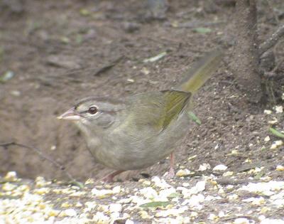 Olive Sparrow-1.jpg