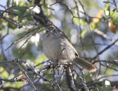 Rufous-crowned Sparrow-1.jpg