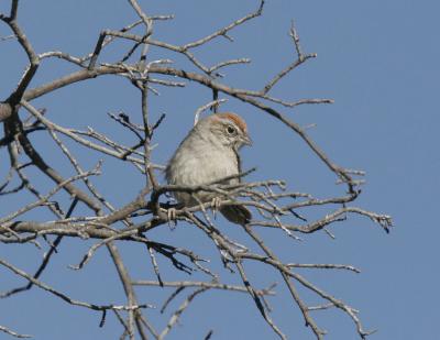 Rufous-winged Sparrow-2.jpg
