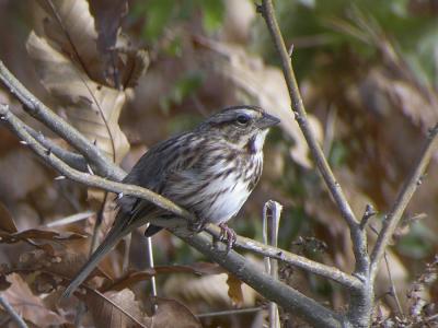 Savannah Sparrow-2.jpg