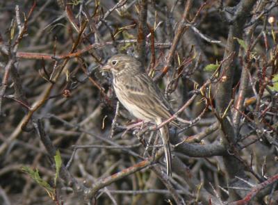 Vesper Sparrow-1.jpg