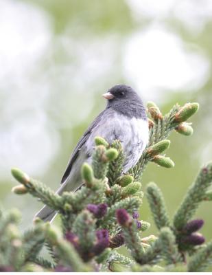 Dark-eyed Junco(Slate-colored).jpg