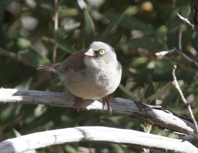 Yellow-eyed Junco-2.jpg