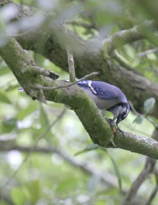 Blue Jay with Anole meal.jpg