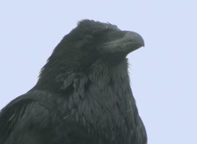 Common Raven-1.jpg